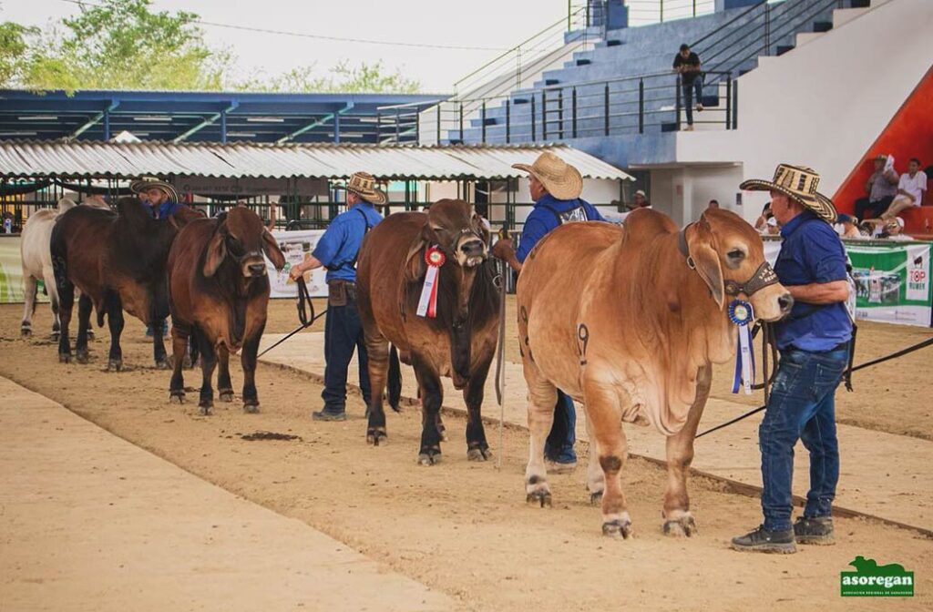 imagen de novillos brahman f1